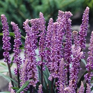 Liriope musc.  - liriope muscari 'royal purple'  - godet 9x9 cm