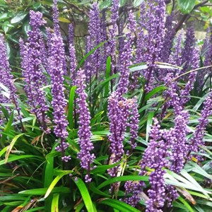 Liriope musc.  - liriope muscari 'royal purple'  - godet 9x9 cm