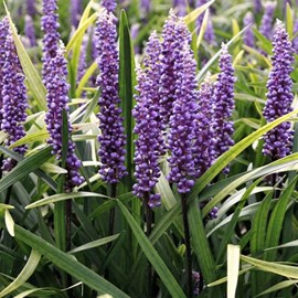 Liriope musc.  - liriope muscari 'super blue'  - godet 9x9 cm
