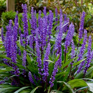 Liriope musc.  - liriope muscari 'super blue'  - godet 9x9 cm