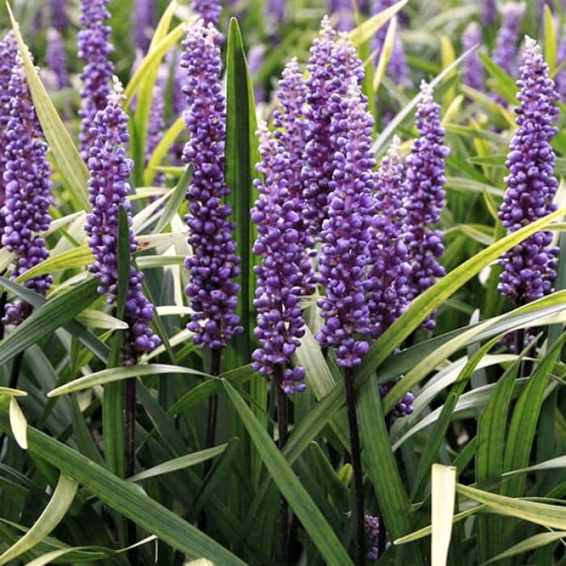 6 x liriope musc. - liriope muscari 'super blue' - godet 9x9 cm