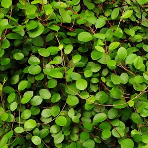 Muehlenbeckia axillaris (= complexa) - godet 9x9 cm