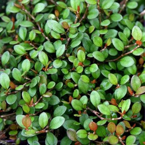 6 x muehlenbeckia axillaris (= complexa) - godet 9x9 cm