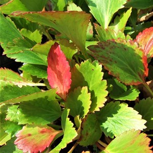 Mukgenia hybrida 'nova flame' - godet 9x9 cm