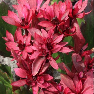 6 x mukgenia hybrida 'nova flame' - godet 9x9 cm