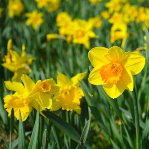 Narcisse  - narcissus hybrida 'february gold'  - godet 9x9 cm