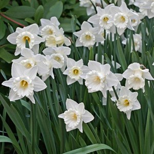Narcisse  - narcissus hybrida 'mount hood'  - godet 9x9 cm