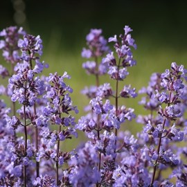 Nepeta faas.  - nepeta faassenii 'blue wonder'  - godet 9x9 cm