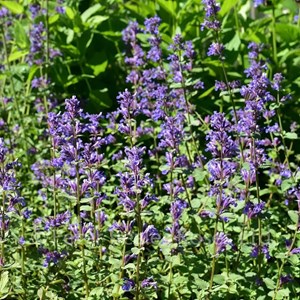 Nepeta faas.  - nepeta faassenii 'blue wonder'  - godet 9x9 cm