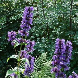 6 x chataire kubanica - nepeta kubanica  - godet 9x9 cm