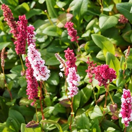 Persicaire, renouée  - persicaria affinis 'kabouter'  - godet 9x9 cm
