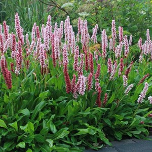 Persicaire, renouée  - persicaria affinis 'kabouter'  - godet 9x9 cm