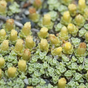 6 x carpette argentée - raoulia australis  - godet 9x9 cm