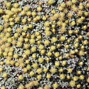 6 x carpette argentée - raoulia australis  - godet 9x9 cm