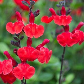 Sauge à petites feuilles  - salvia microphylla 'royal bumble'  - godet 9x9 cm