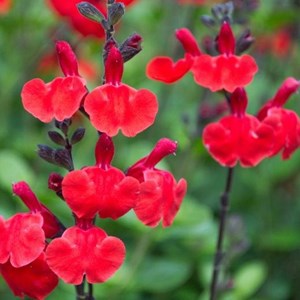 Sauge à petites feuilles  - salvia microphylla 'royal bumble'  - godet 9x9 cm