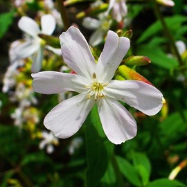 Saponaria ocymoides 'snow tip' - godet 9x9 cm