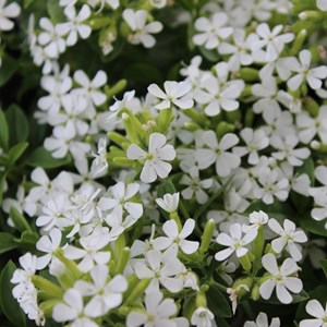 Saponaria ocymoides 'snow tip' - godet 9x9 cm