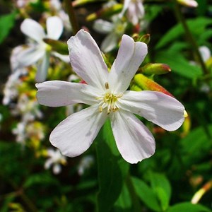 6 x saponaria ocymoides 'snow tip' - godet 9x9 cm