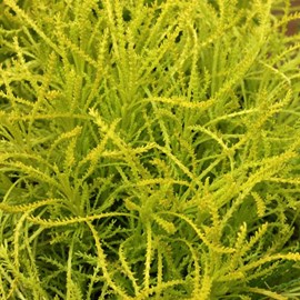 Santoline  - santolina rosmarinifolia 'lemon fizz'  - godet 9x9 cm