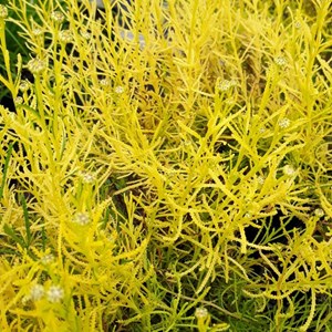 Santoline  - santolina rosmarinifolia 'lemon fizz'  - godet 9x9 cm