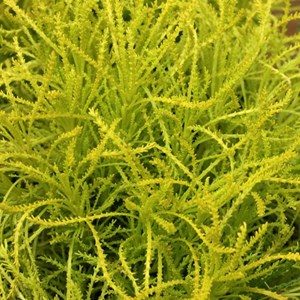 6 x santoline  - santolina rosmarinifolia 'lemon fizz'  - godet 9x9 cm