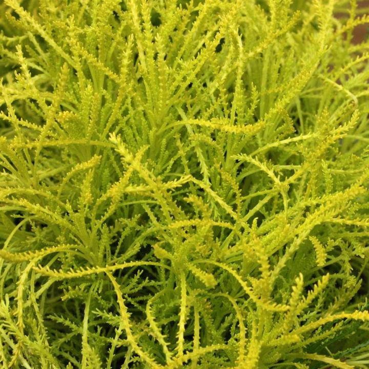 6 x santoline - santolina rosmarinifolia 'lemon fizz' - godet 9x9 cm