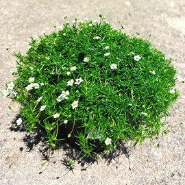Sagina subulata.  - sagina subulata 'lime moss'  - godet 9x9 cm