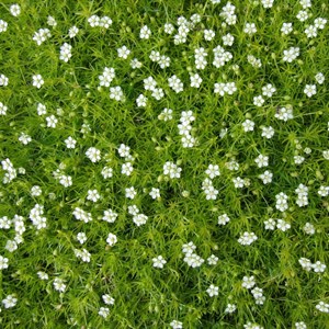 Sagina subulata.  - sagina subulata 'lime moss'  - godet 9x9 cm