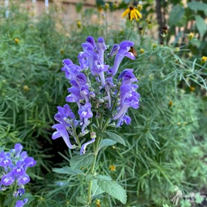 6 x scutellaire incana - scutellaria incana  - godet 9x9 cm
