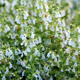 Teucrium cham.  - teucrium chamaedrys 'alba'  - godet 9x9 cm
