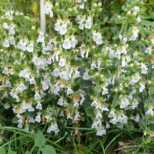 Teucrium cham.  - teucrium chamaedrys 'alba'  - godet 9x9 cm