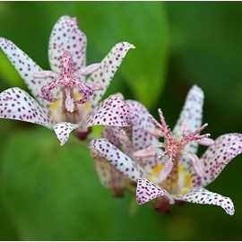 6 x lis des crapauds de formose - tricyrtis formosana  - godet 9x9 cm