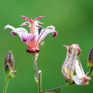 6 x lis des crapauds de formose - tricyrtis formosana  - godet 9x9 cm