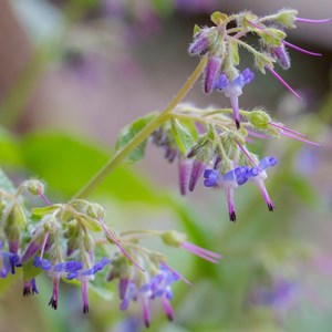 Trachystemon orientalis - godet 9x9 cm