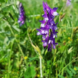 6 x vesce - vicia cracca  - godet 9x9 cm