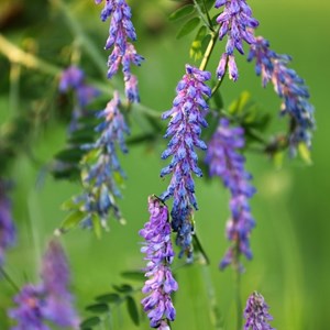 6 x vesce - vicia cracca  - godet 9x9 cm