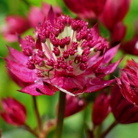 Grande astrance  - astrantia major 'ruby wedding'  - godet 9x9 cm