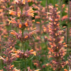 Agastache hybrida.  - agastache hybrida 'fleur'  - godet 9x9 cm