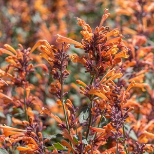 6 x agastache hybrida.  - agastache hybrida 'fleur'  - godet 9x9 cm