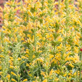 Agastache hybrida 'kudos yellow' - godet 9x9 cm
