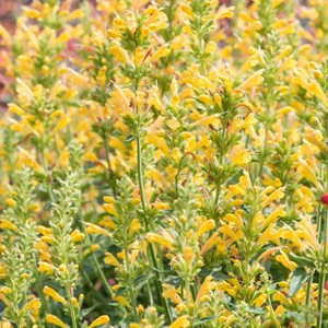 Agastache hybrida 'kudos yellow' - godet 9x9 cm