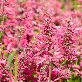 Agastache mexicana 'red fortune'® - godet 9x9 cm