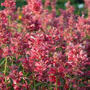 Agastache mexicana 'red fortune'® - godet 9x9 cm