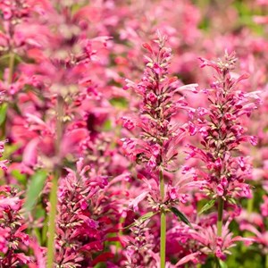 Agastache mexicana 'red fortune'® - godet 9x9 cm
