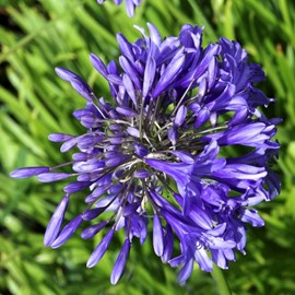 Agapanthe  - agapanthus hybrida 'purple cloud'  - godet 9x9 cm