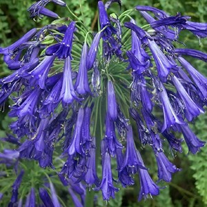 Agapanthe  - agapanthus hybrida 'purple cloud'  - godet 9x9 cm