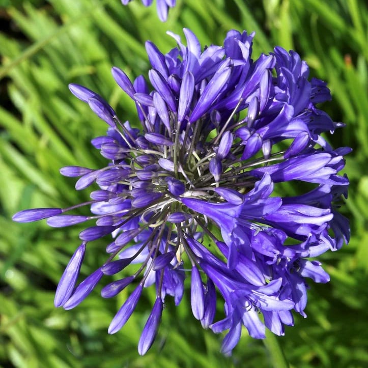 6 x agapanthe - agapanthus hybrida 'purple cloud' - godet 9x9 cm