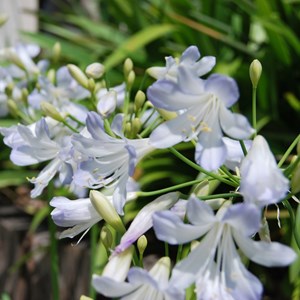 Agapanthe  - agapanthus 'silberpfeil'  - godet 9x9 cm