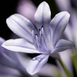 6 x agapanthe  - agapanthus 'silberpfeil'  - godet 9x9 cm